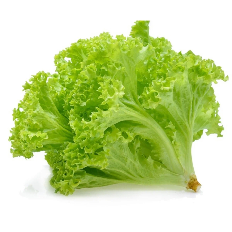 Lettuce Curly Green Approx. 250g
