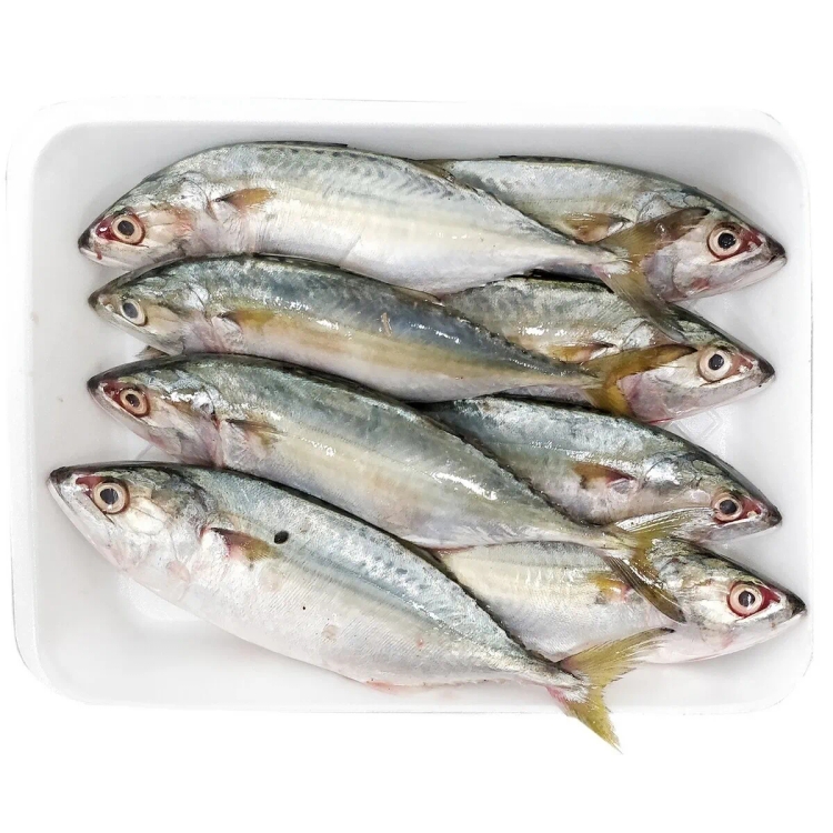 Mackerel Fish Approx.950g-1Kg