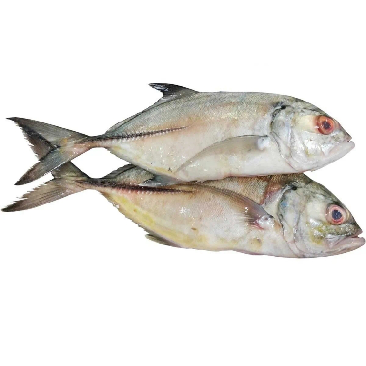 Jesh Fish Approx 1.5Kg - 2Kg