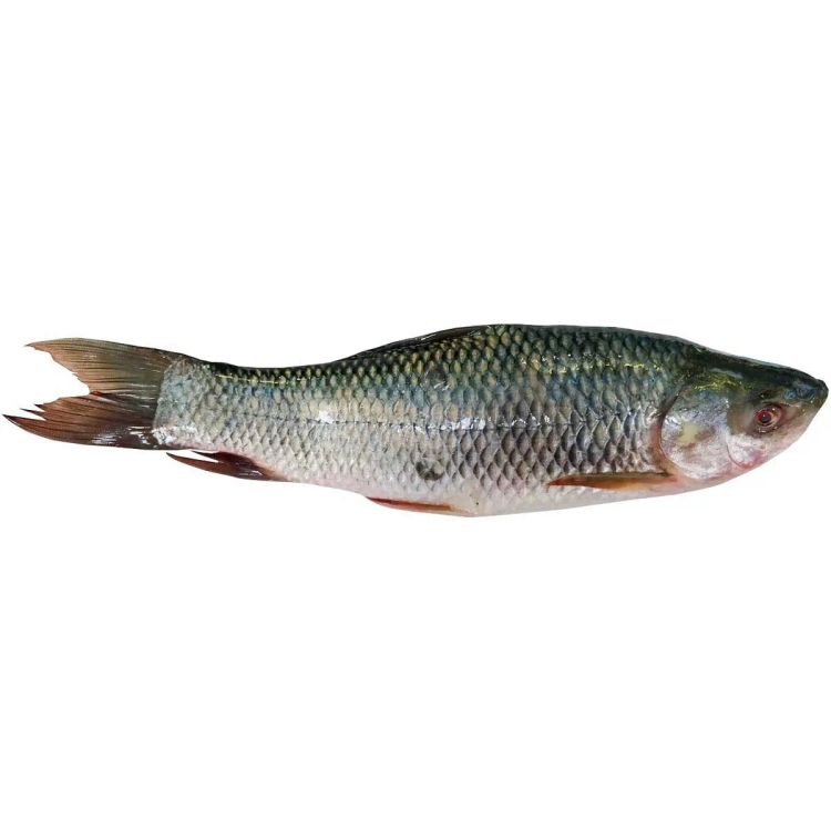 Rohu Fish Approx.1.2Kg-1.5Kg