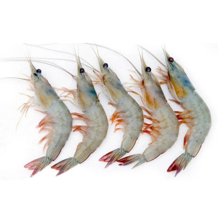 Prawns Vanami (Large ) Approx. 450g to 500g