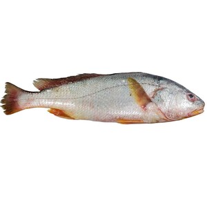 River CutlaFish Approximate 0.9kg