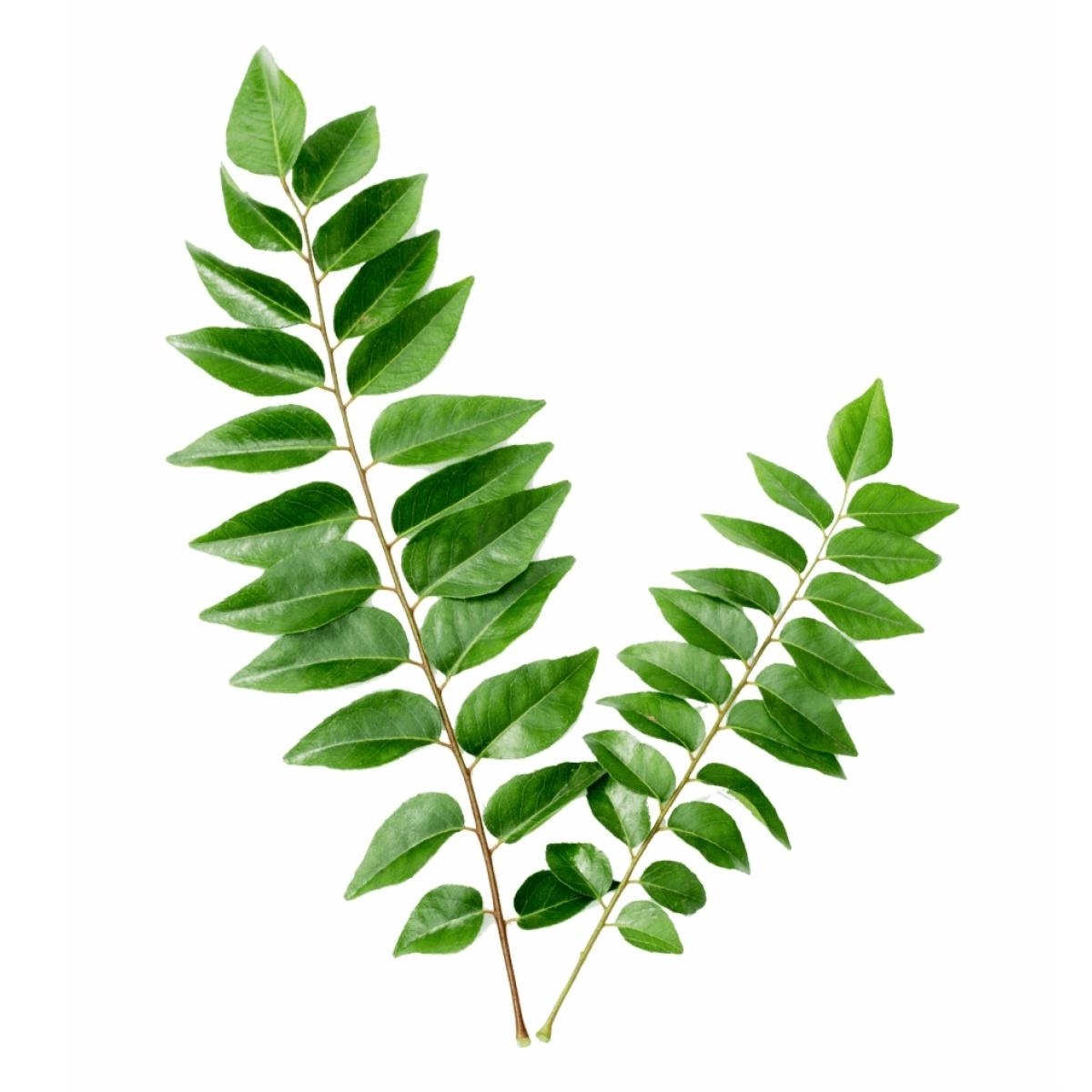 Fresh Curry Leaves 1Pc