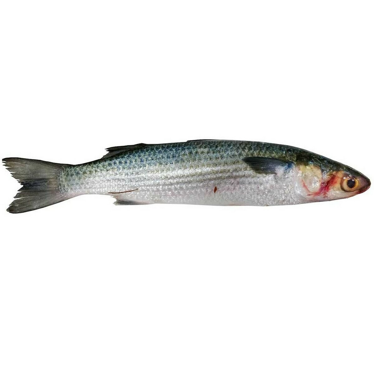 Grey Mullet(കണ്ണമ്പു) Cleaned Approx.1 kg