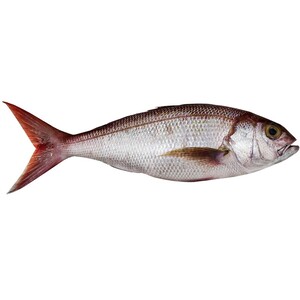White Snapper Fish Approximate 1.3kg
