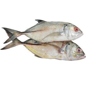 Jesh Fish Approximate 1.2kg