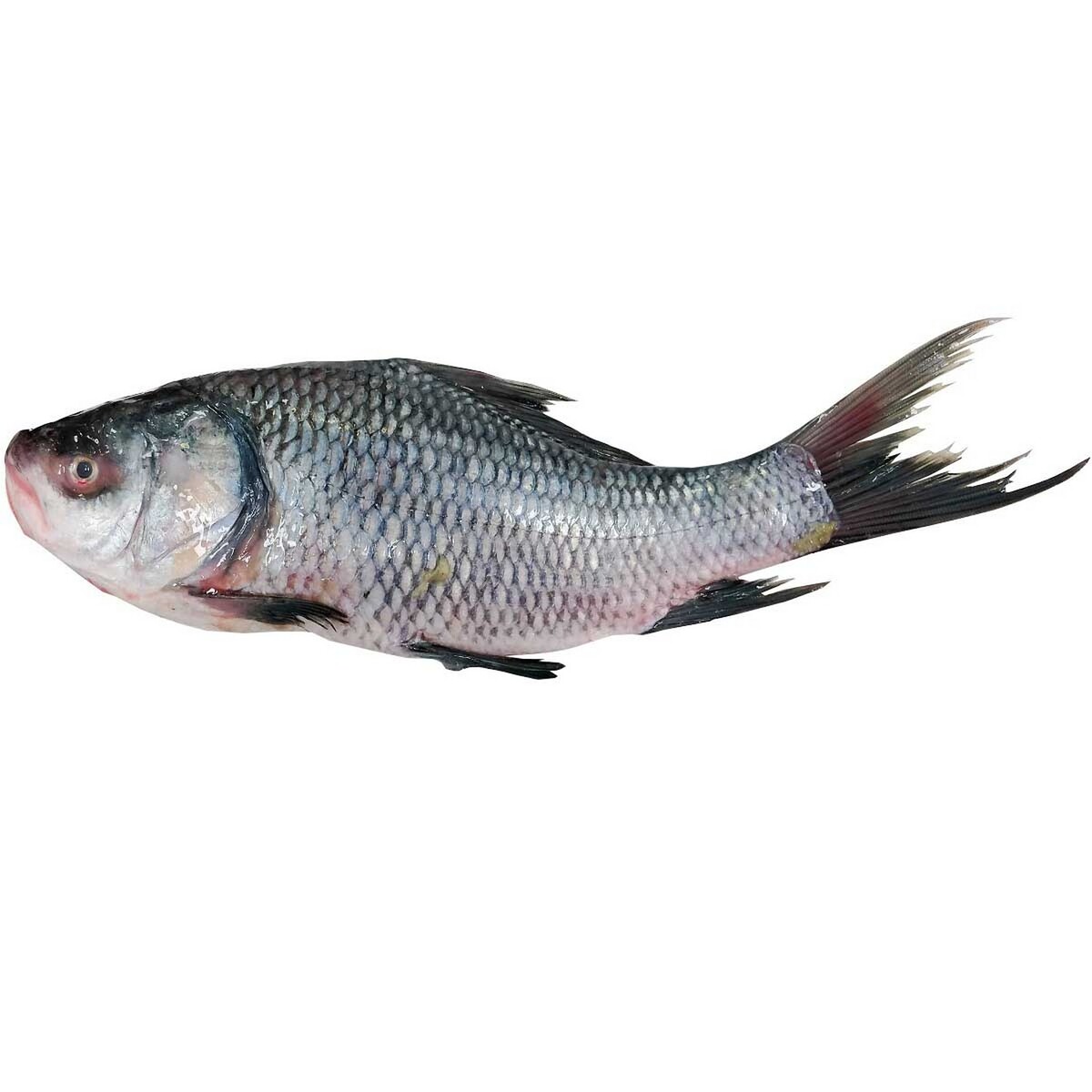 Catla Fish Approximate 1.2kg