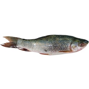 Rohu Fish Approximate 1.1kg