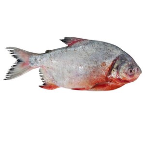 Pirana Fish Approximate 1.2kg