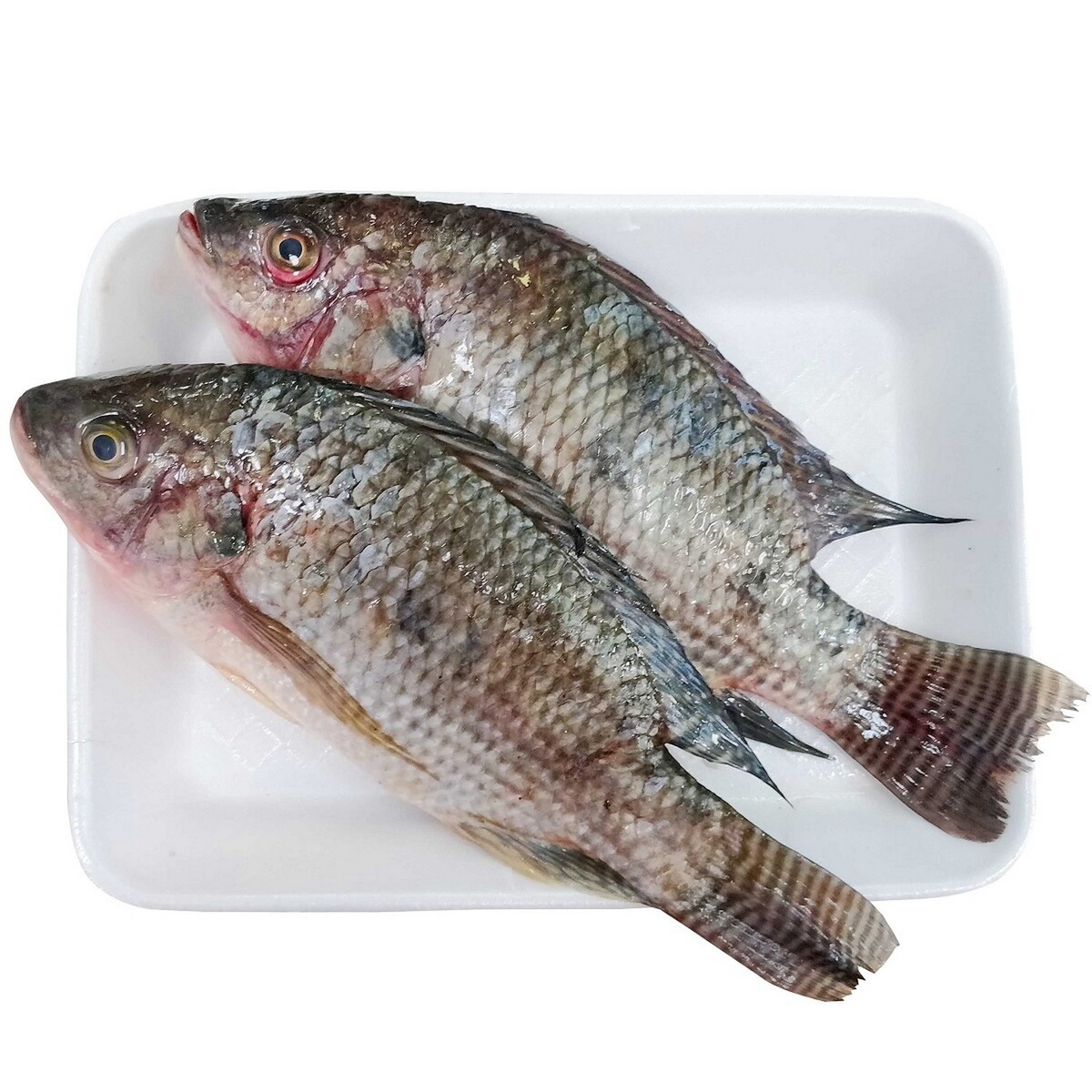 Tilapia Fish Approx. 1.3kg 