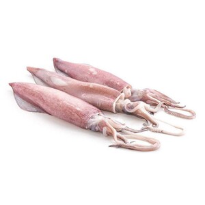 White Squid Whole Fish Approximate 1.05kg