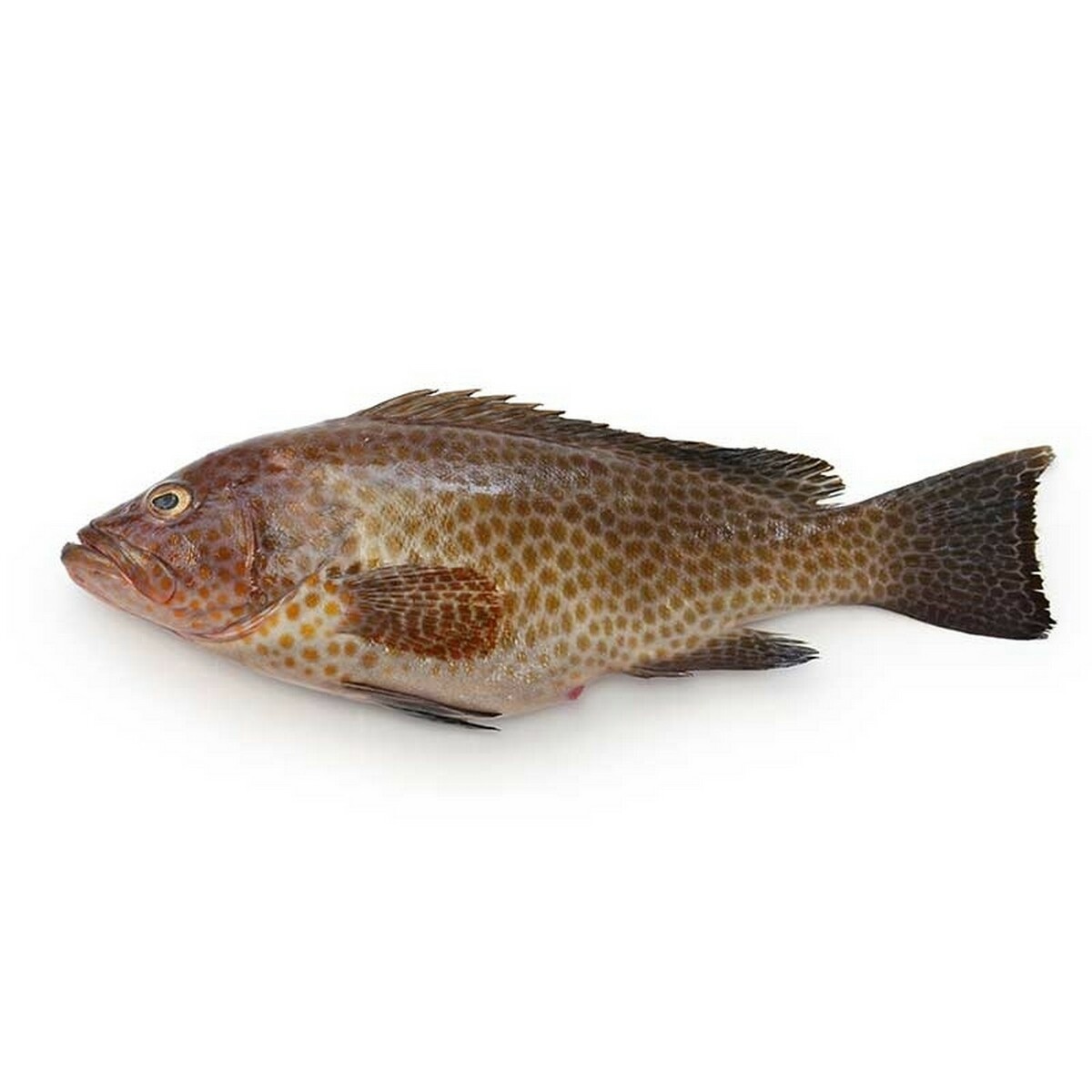 Hamour Fish Approximate 1kg
